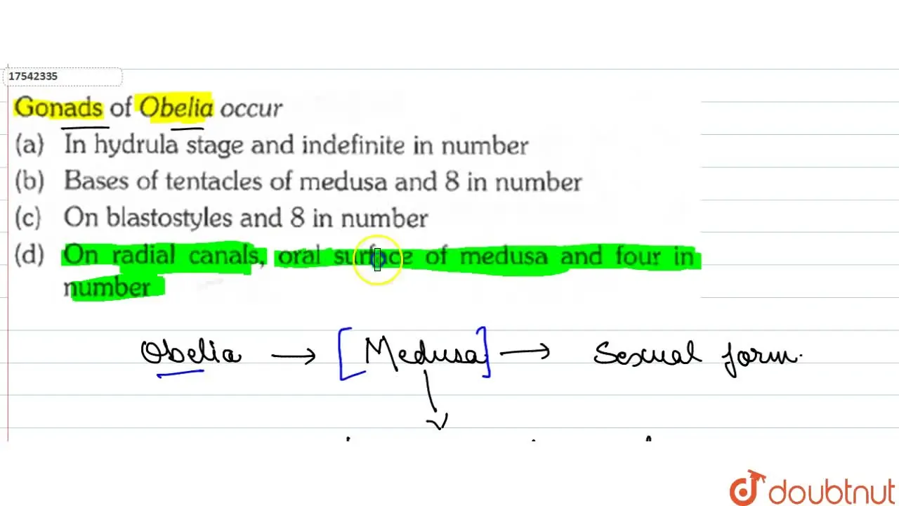 Gonads of Obelia occur
