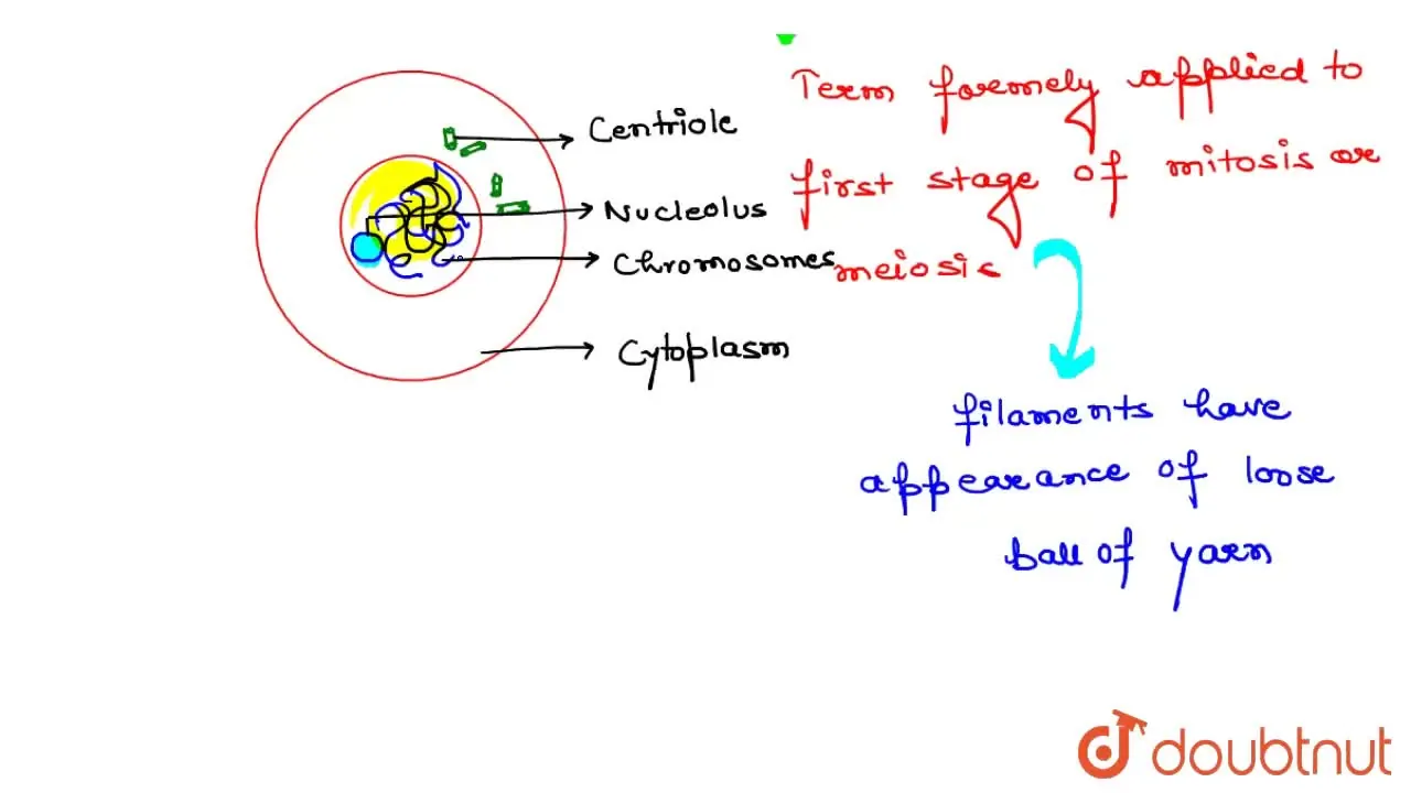 Explain the term spireme stage.