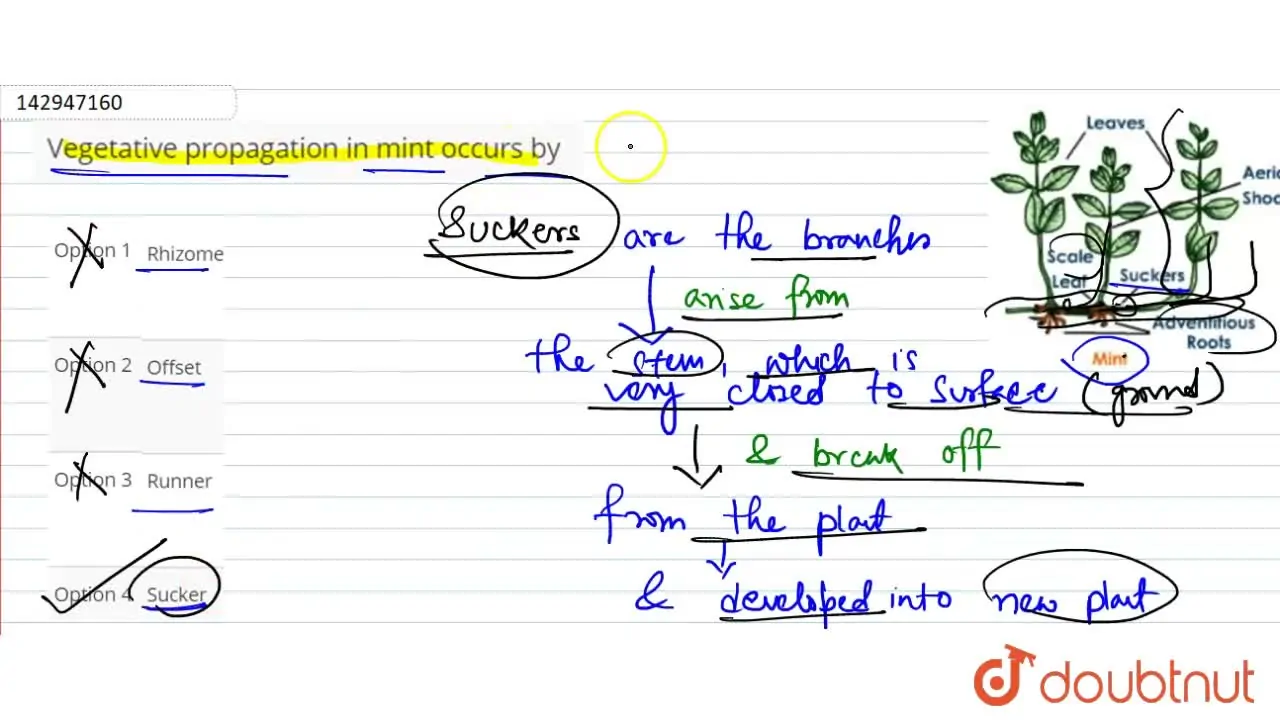 [Bengali Solution] Vegetative propagation in mint occurs by