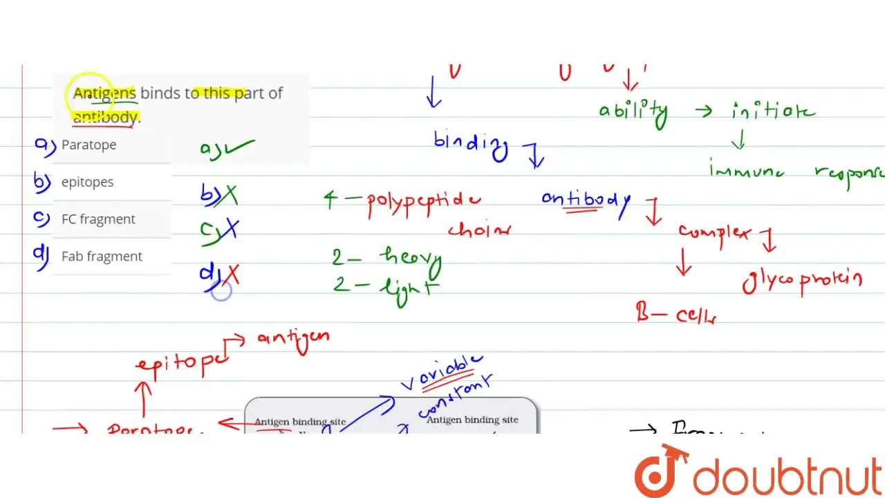 Antigens binds to this part of antibody.