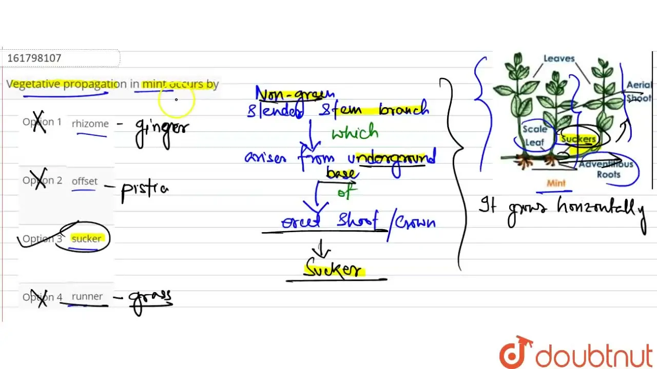 [Bengali Solution] Vegetative propagation in mint occurs by