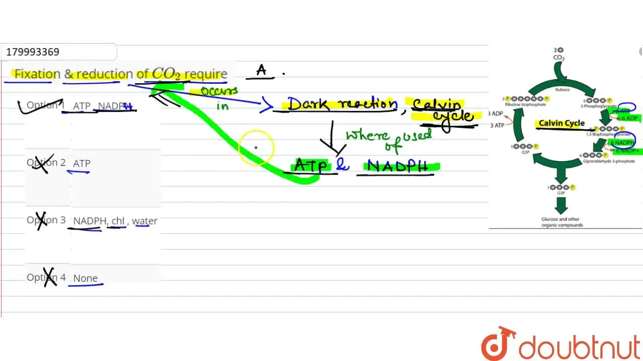 [Bengali Solution] Fixation & reduction of CO(2) require