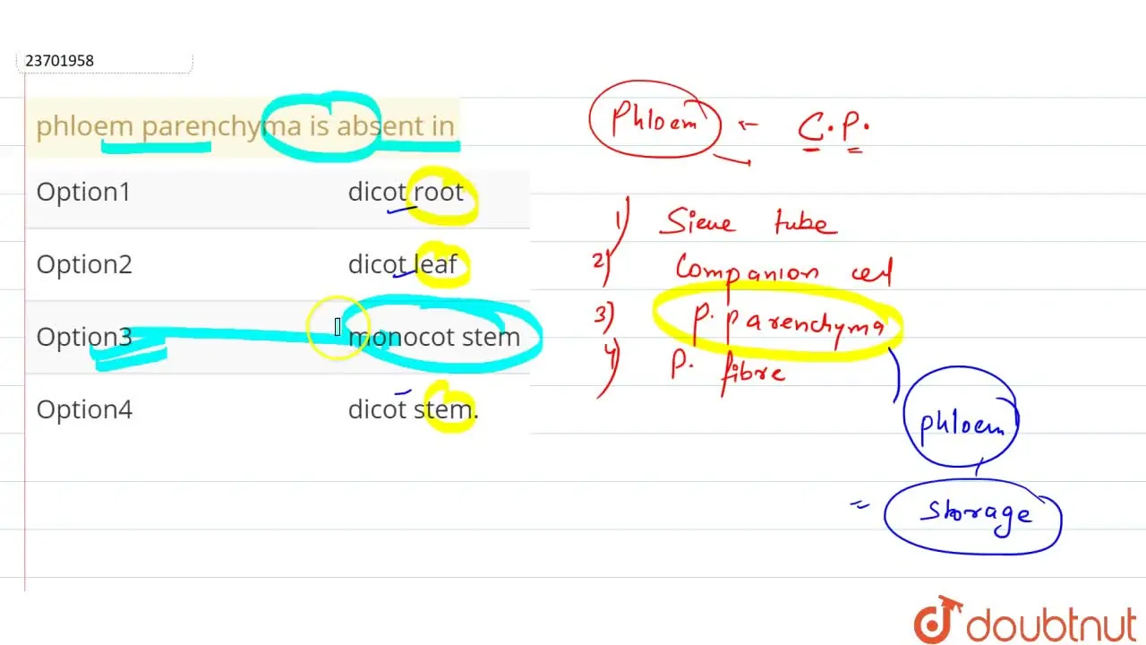 phloem parenchyma is absent in