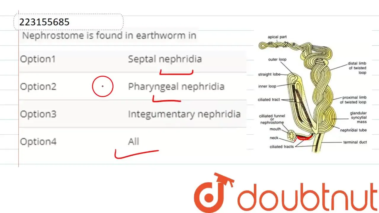 Nephrostome is found in earthworm in