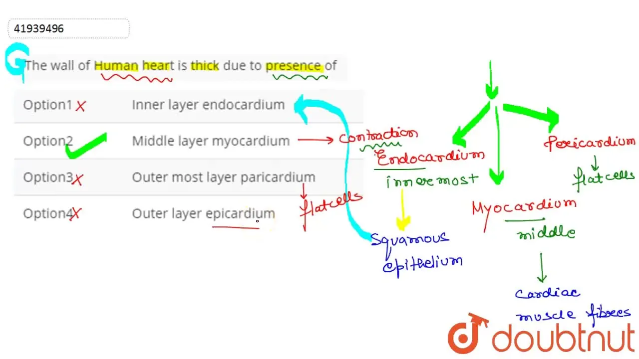 The wall of Human heart is thick due to presence of