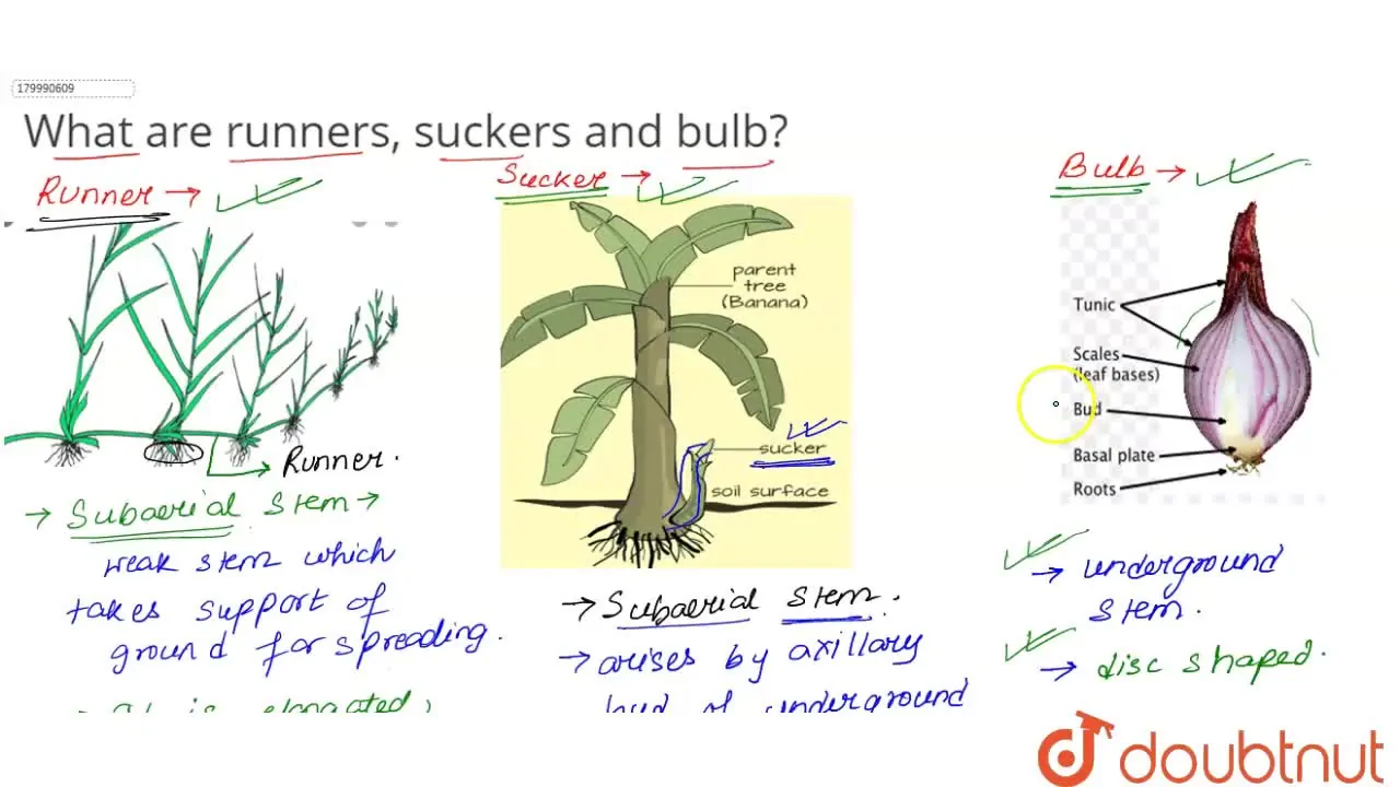 [Bengali Solution] What are runners, suckers and bulb?