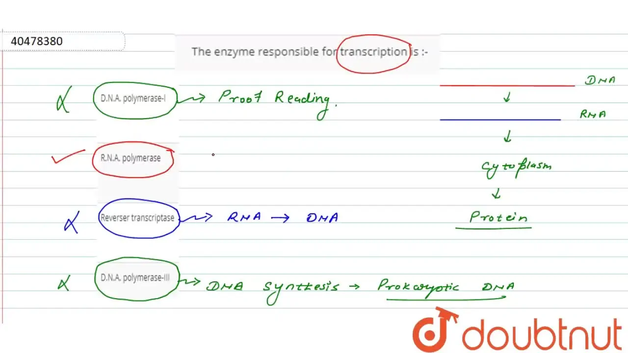 The enzyme responsible for transcription is