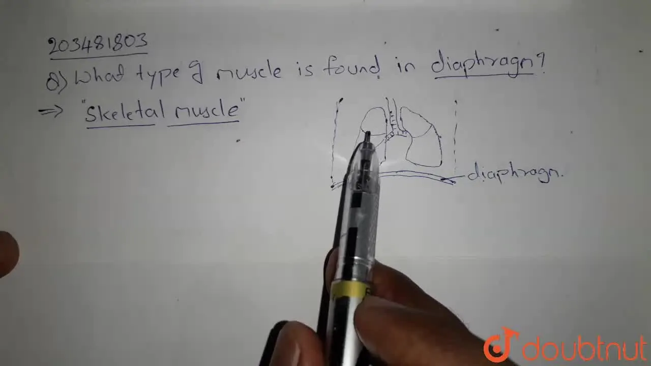 [Kannada Solution] What type of muscle is found in diaphragm?