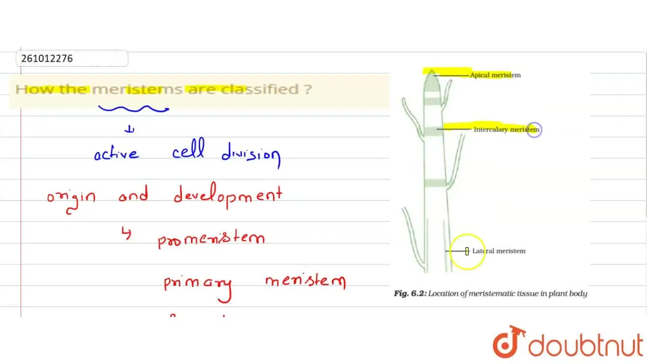 How The Meristems Are Classified