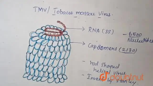 structure tobacco mosaic virus Describe the structure of Tobacco Mosaic Virus