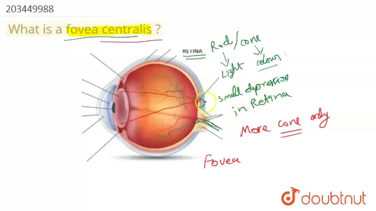 [Tamil Solution] What is a fovea centralis