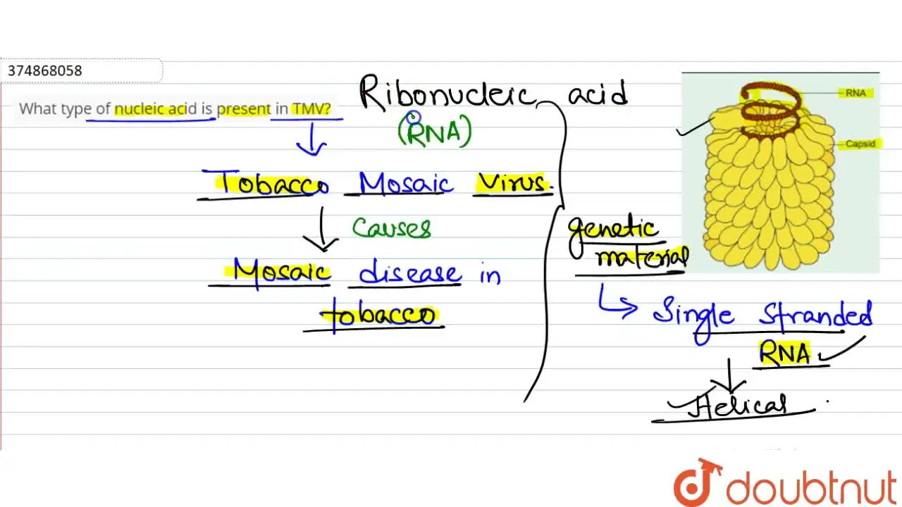 [Bengali Solution] What type of nucleic acid is present in TMV?