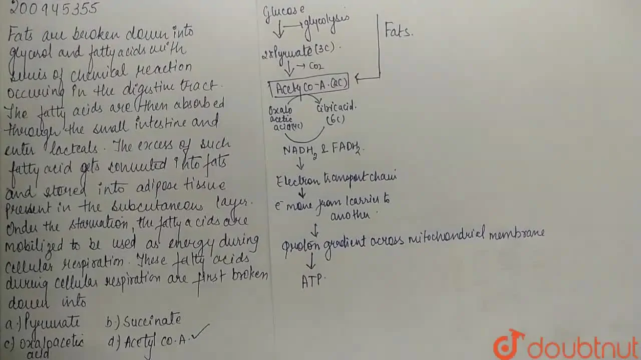 Fats are broken down into glycerol and fatty acids with a series of ch