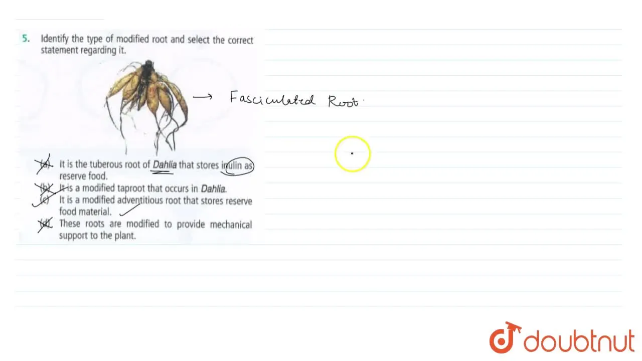 It is a modified adventitious root that stores reserve food material.