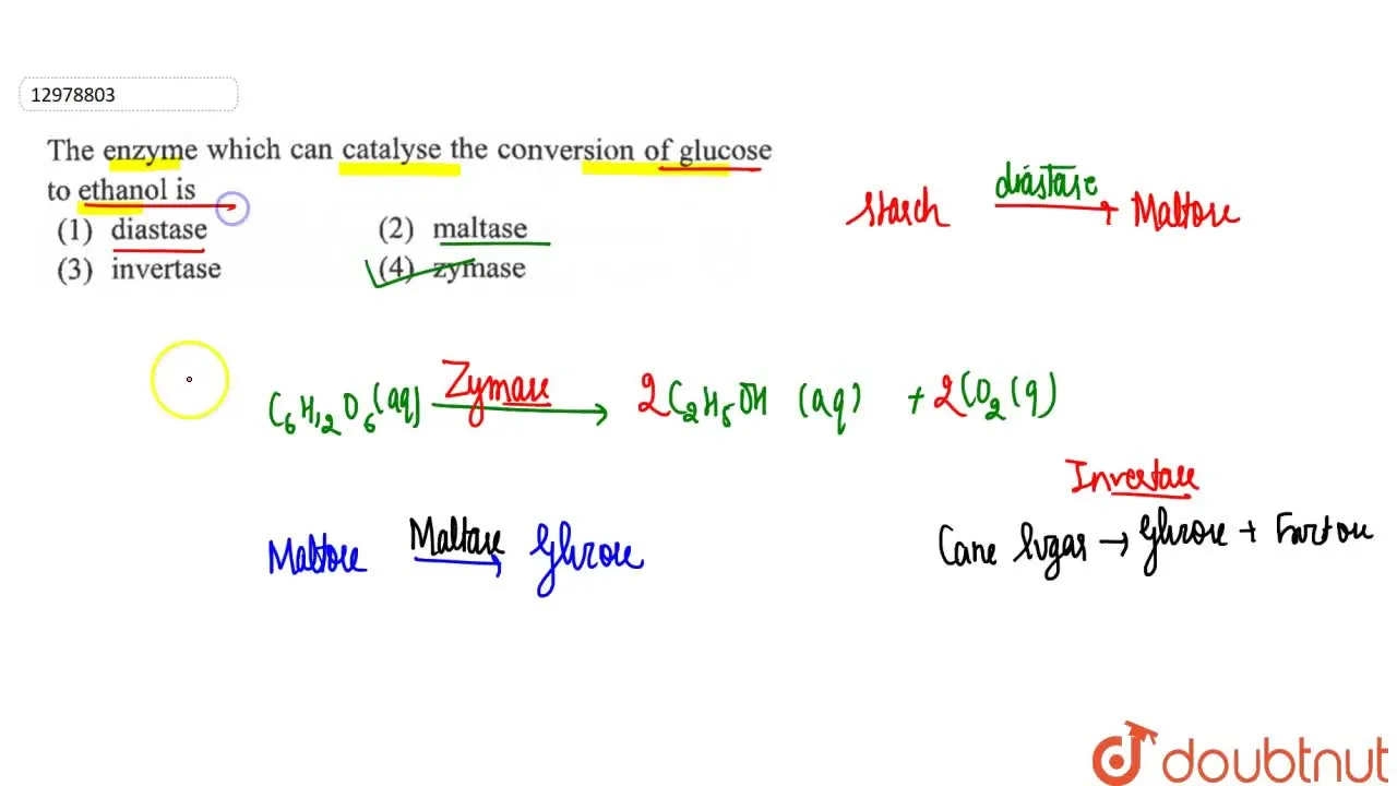 The enzyme that converts cane sugar into invert sugar (a mixture of gl