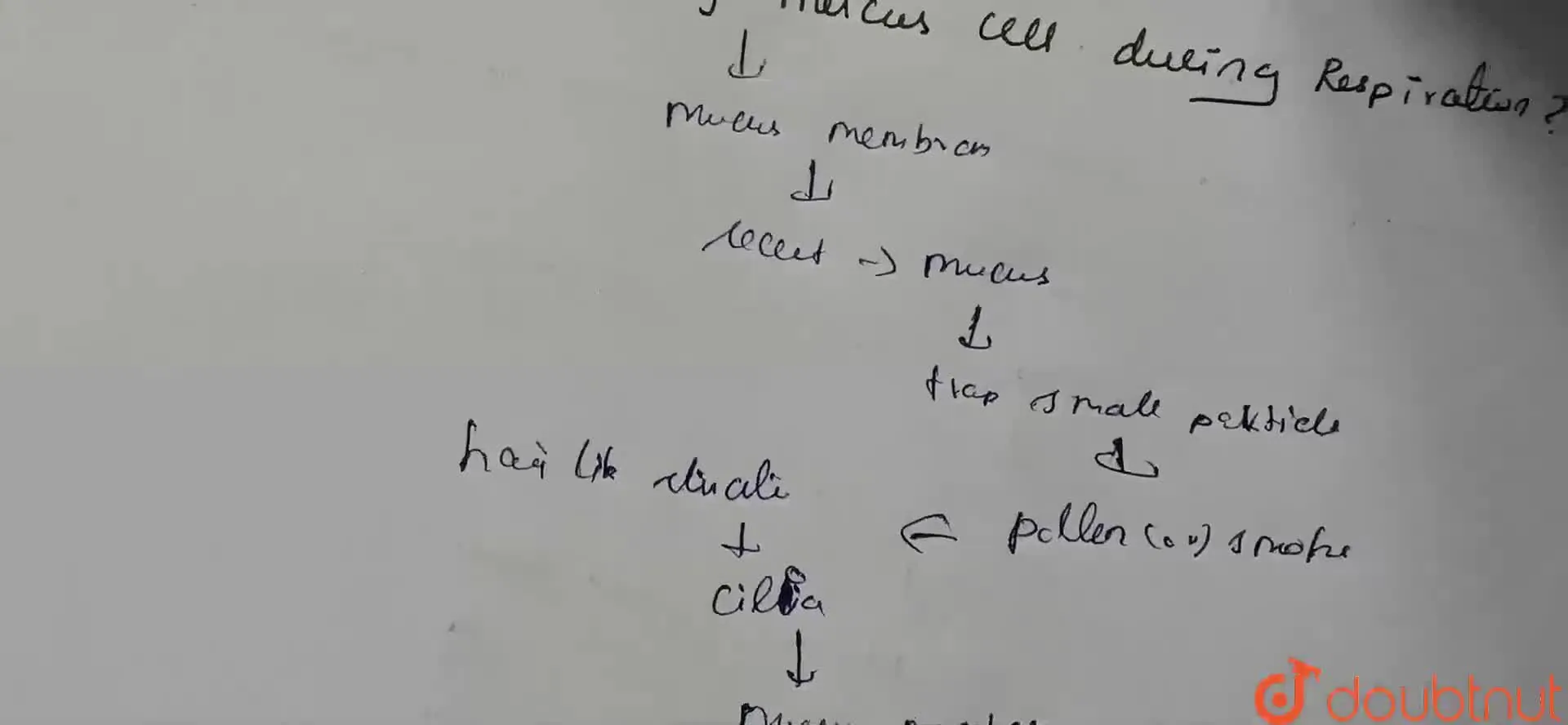 [Tamil Solution] What is the role of mucus cells during respiration?