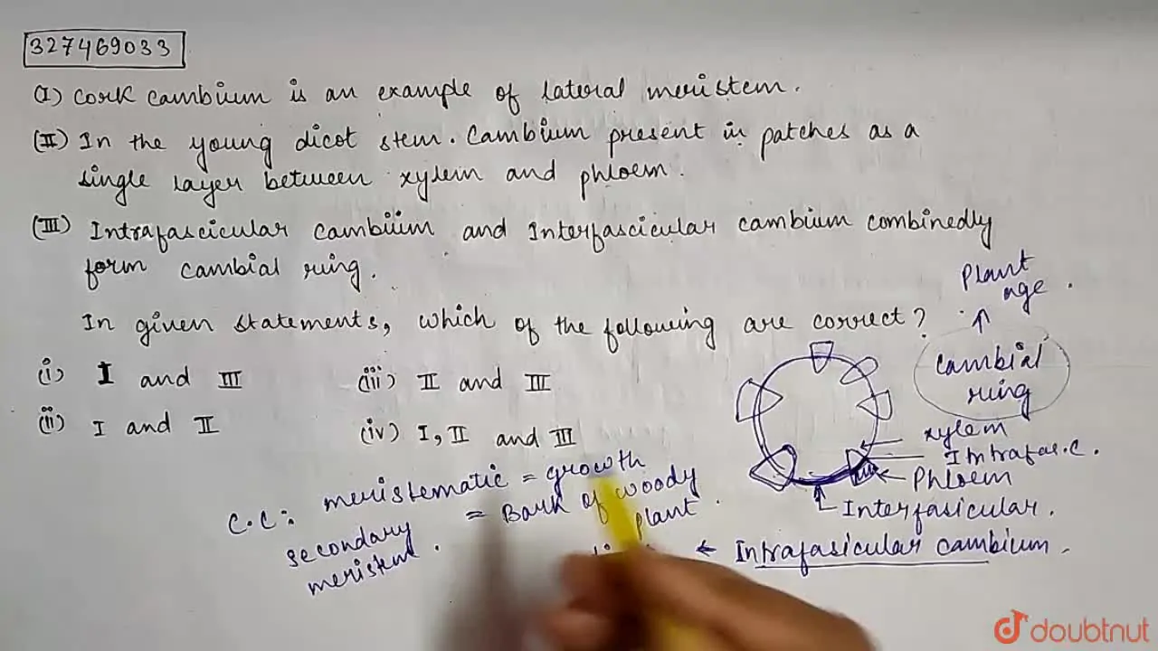 (i) Cork cambium is an example of lateral meristem . (ii) In the you