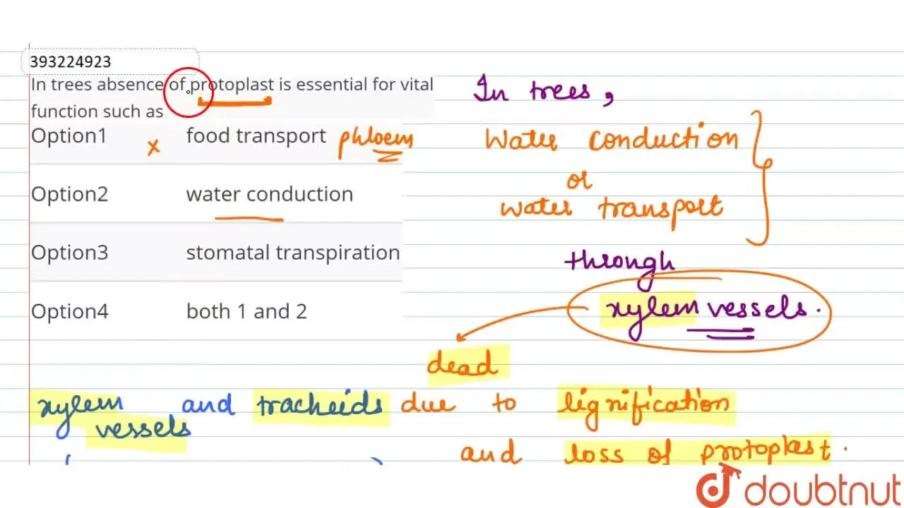 In trees absence of protoplast is essential for vital function such as