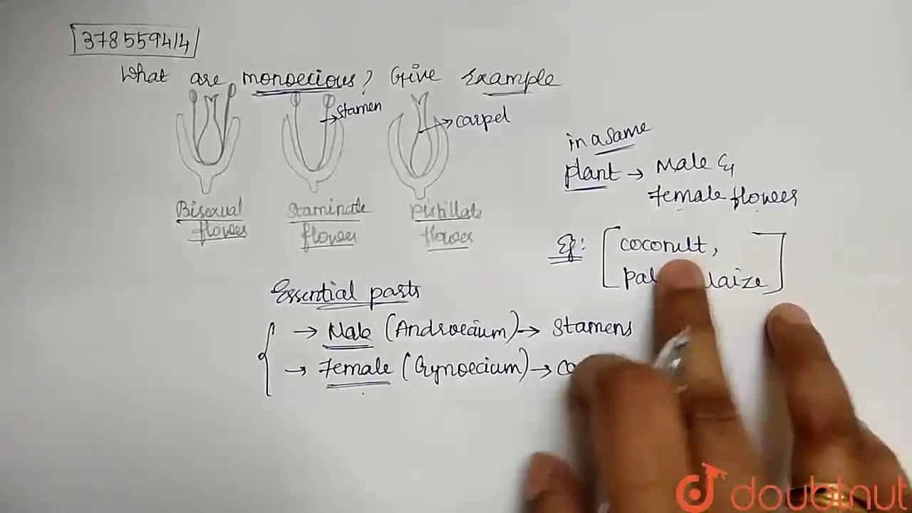 [Tamil Solution] What are monoecious? Give example.