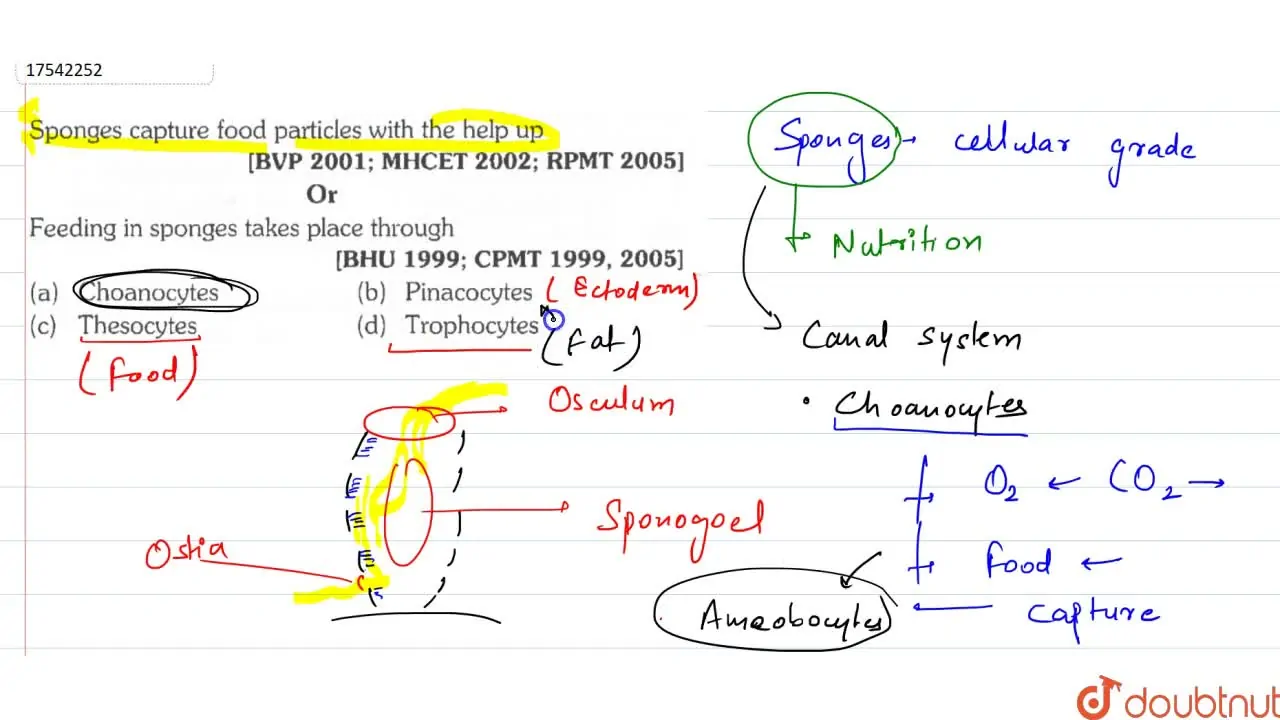 Sponges capture food particles with the help up or Feeding in sponges