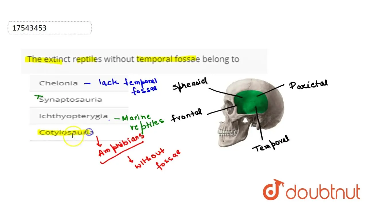 The Extinct Reptiles Without Temporal Fossae Belong To