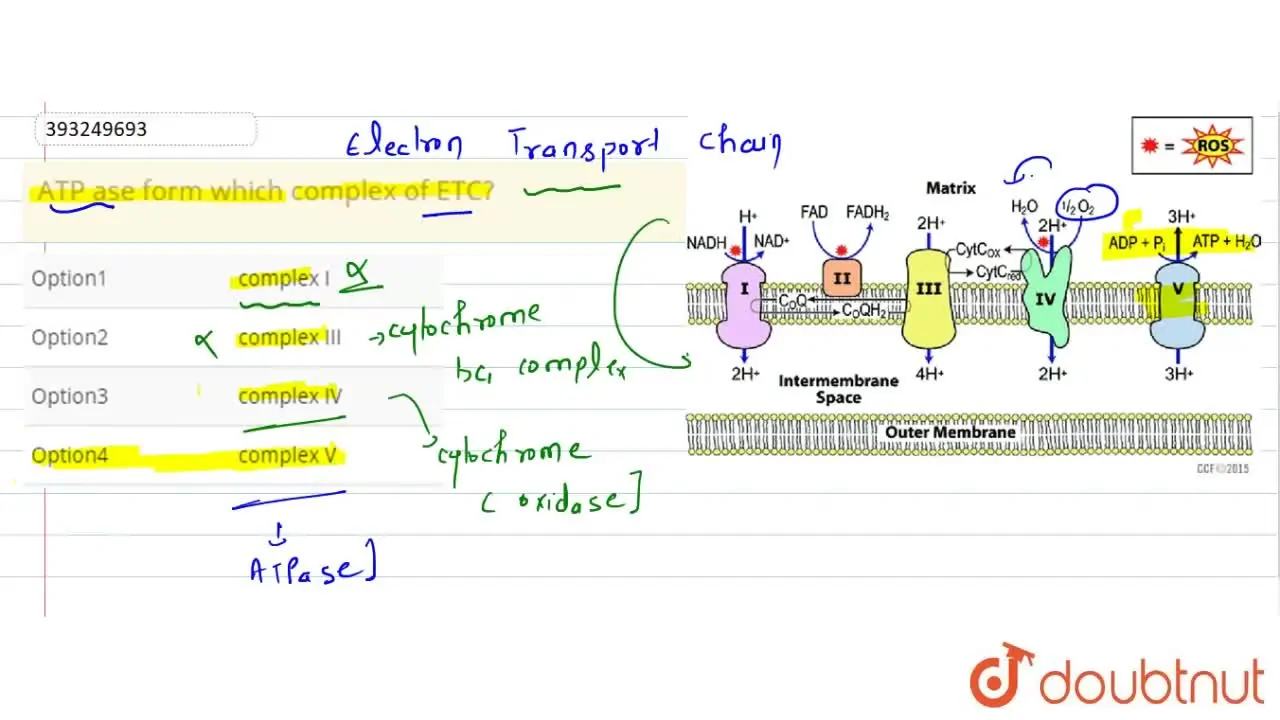 ATP ase form which complex of ETC?