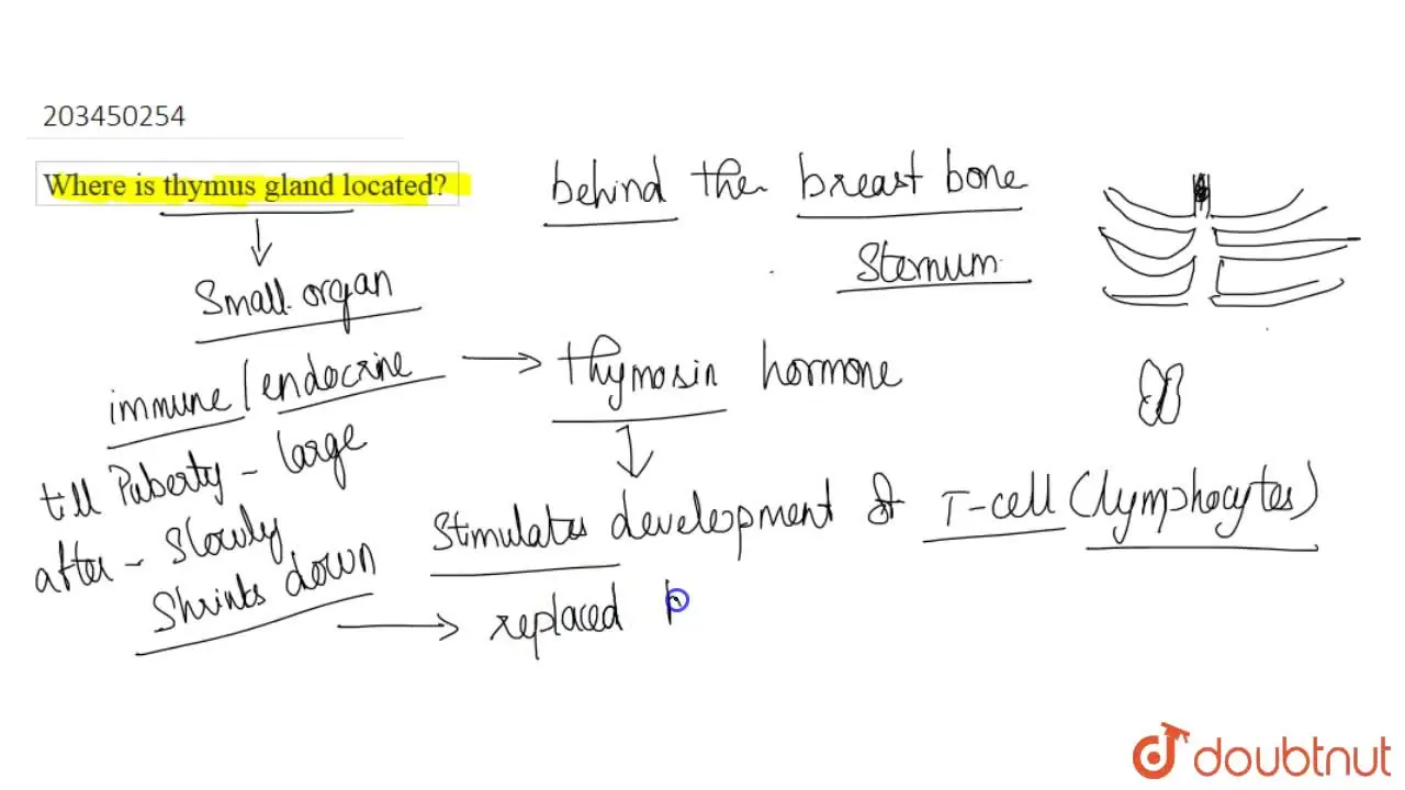 [Tamil Solution] Where is thymus gland located?