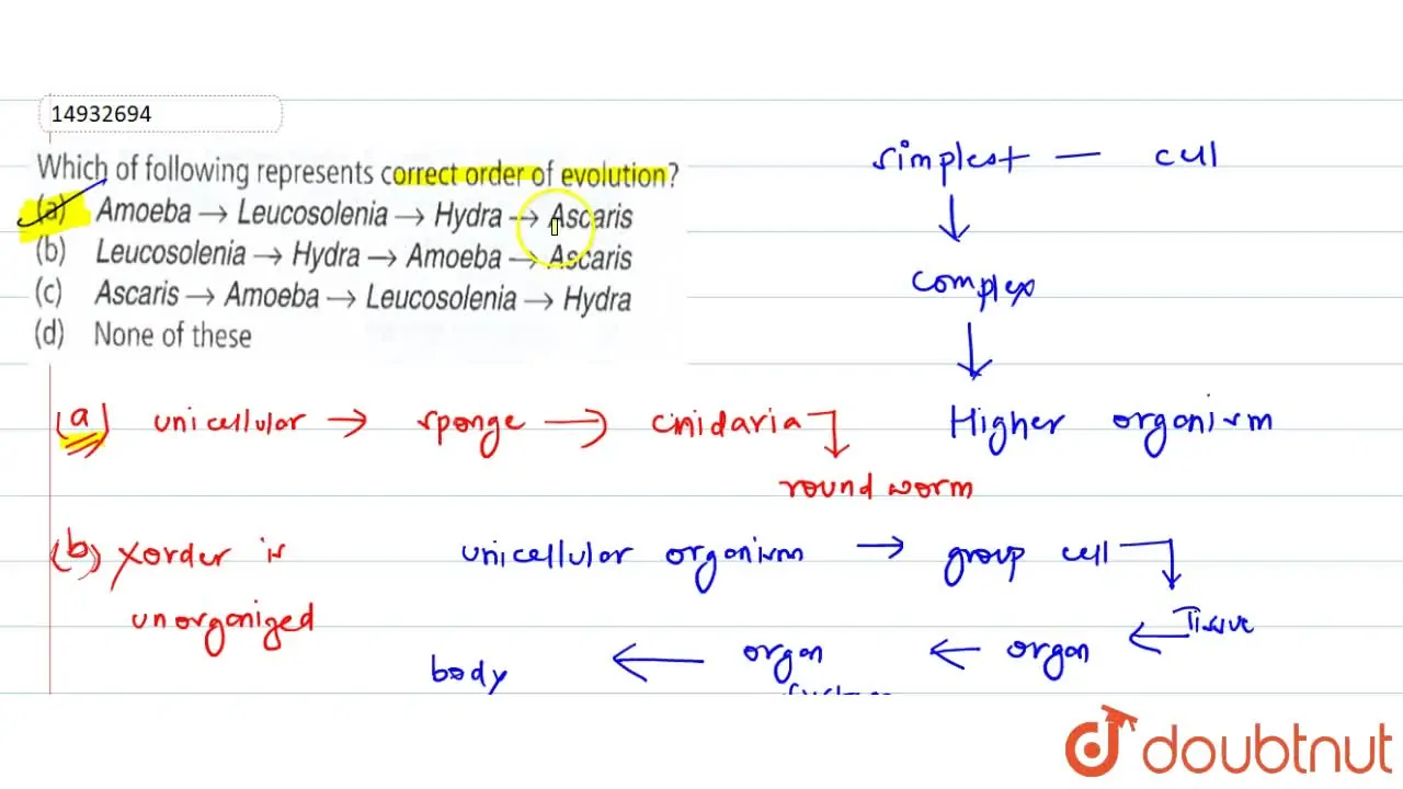 Which of the following represents correct order of evolution?