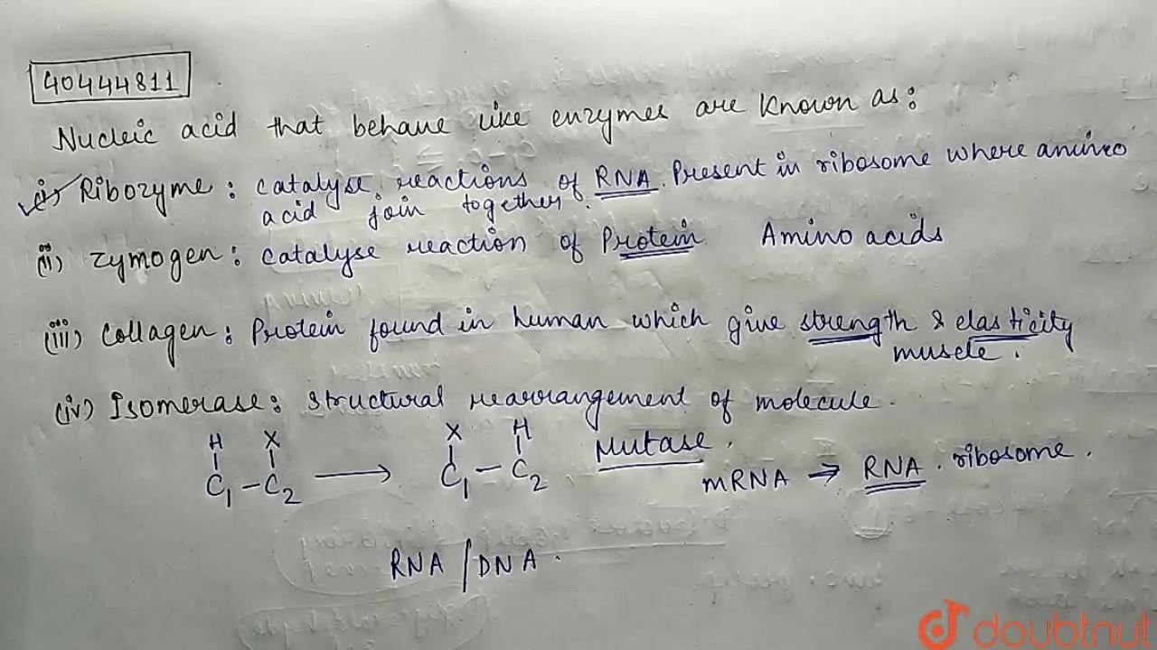 Nucleic acid that behave like enzymes are known as