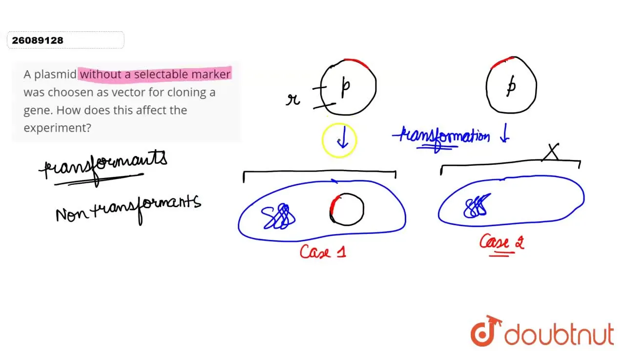 A plasmid without a selectable marker was choosen as vector for clonin