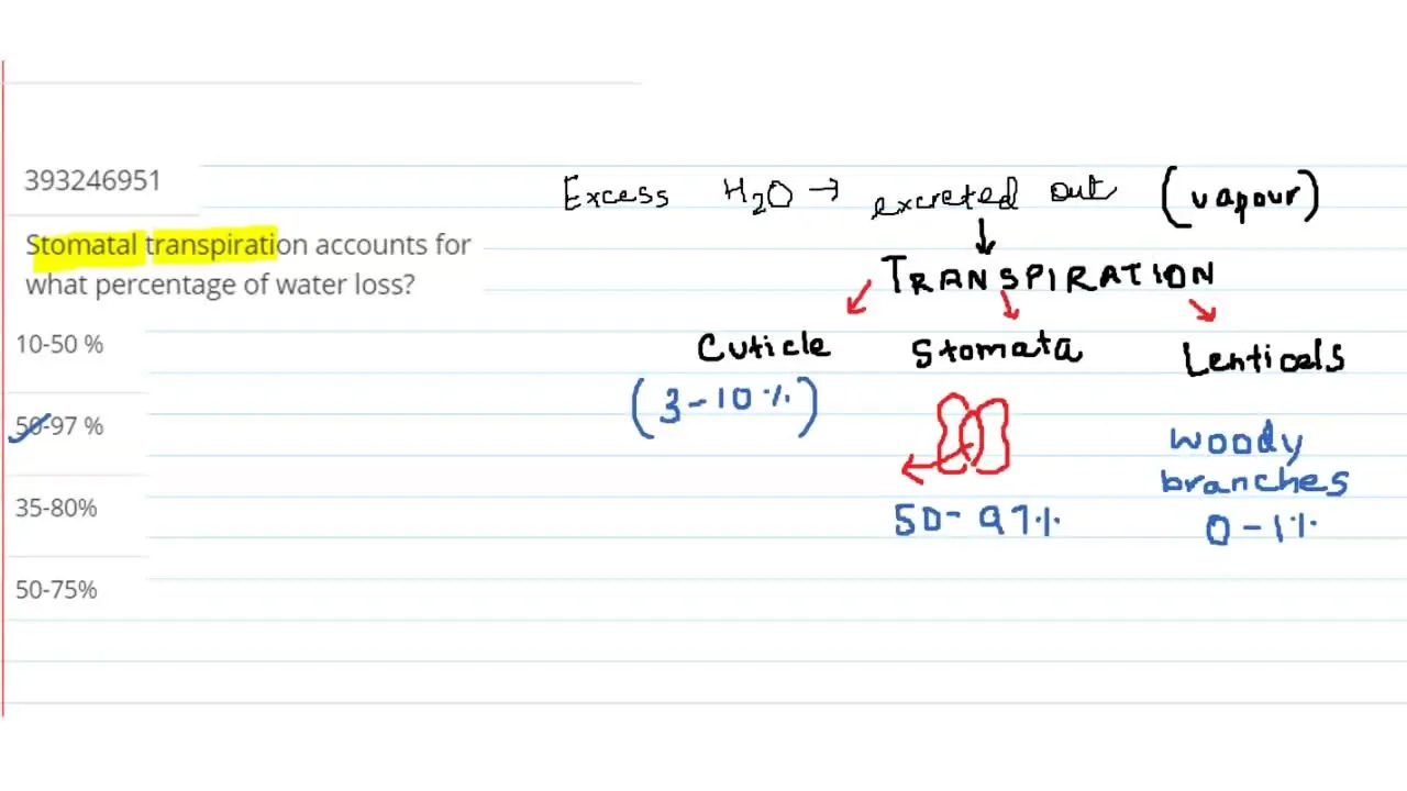 Stomatal transpiration accounts for what percentage of water loss?
