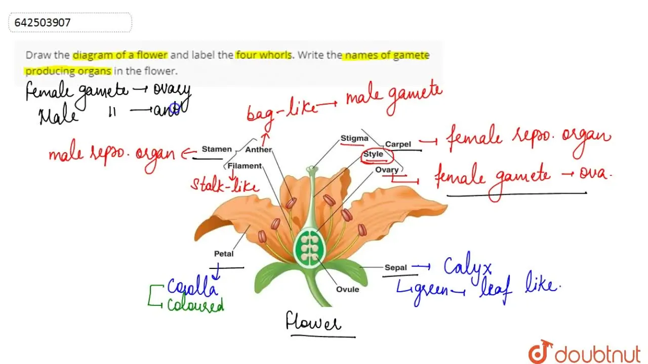 Draw the diagram of a flower and label the four whorls. Write the name