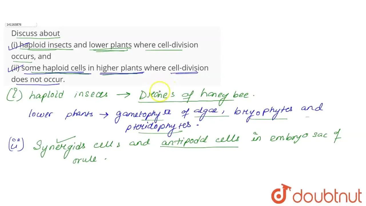 Discuss about (i) haploid insects and lower plants where cell-div