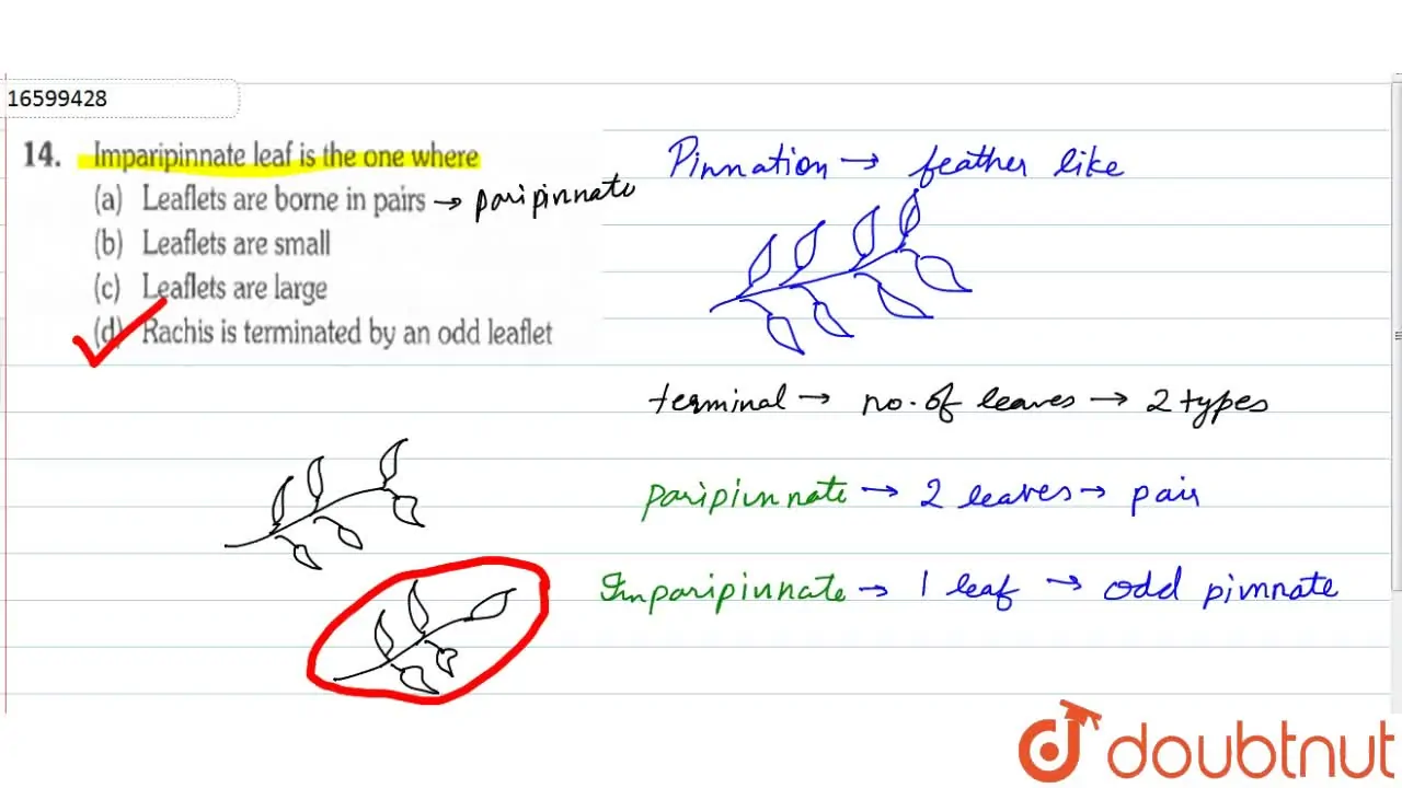 Imparipinnate leaf is the one where