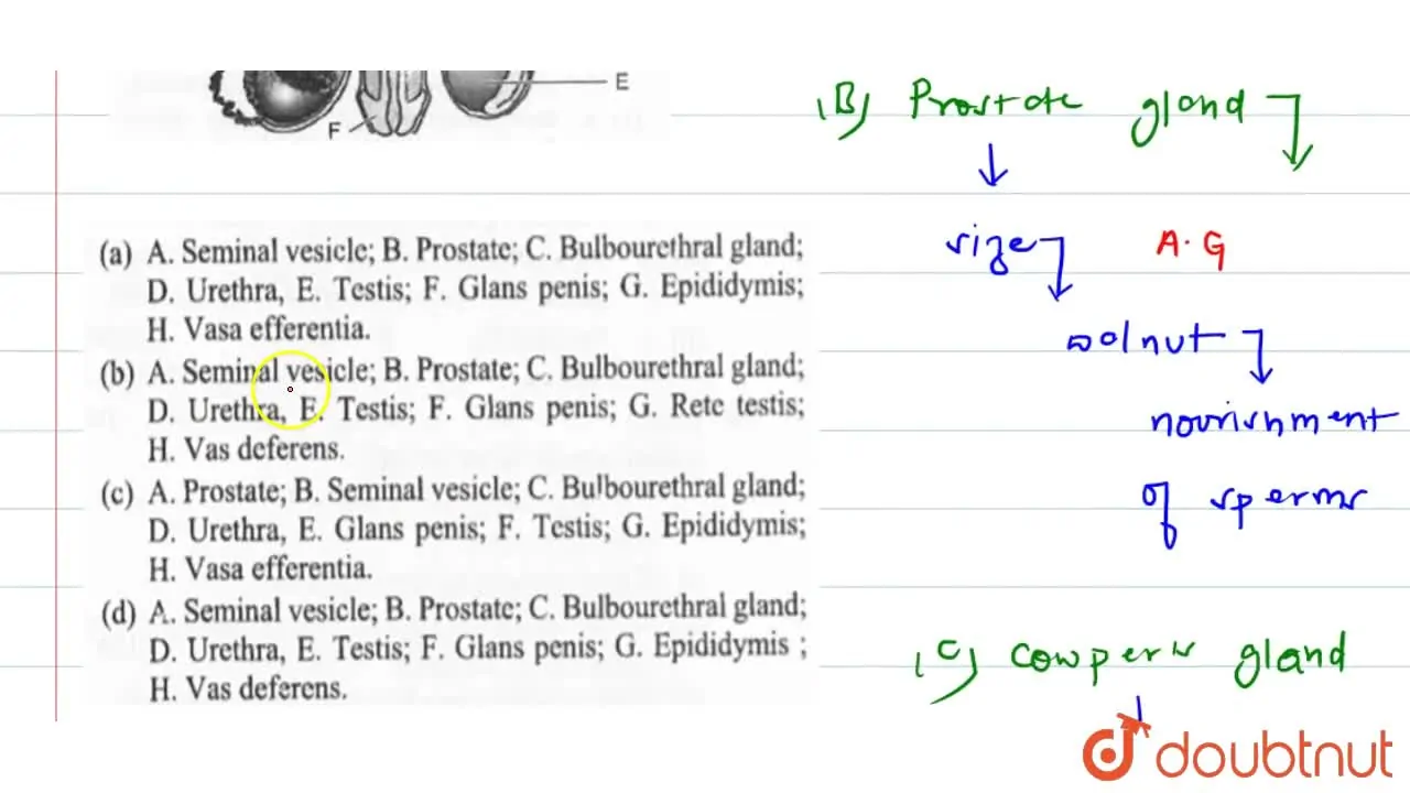 A. Prostate, B. Seminal Vesicle, C. Bulbourethral Gland, D. Urethra, E