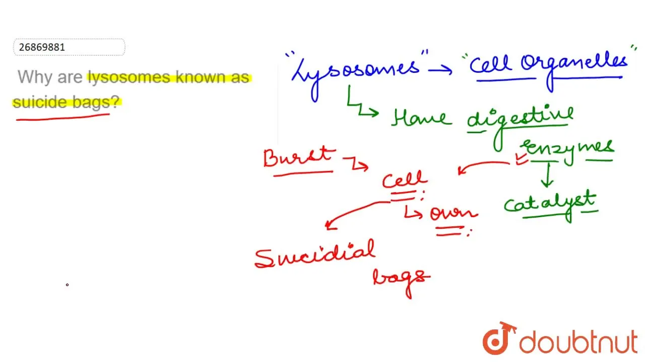 Why are lysosomes known as suicide bags?