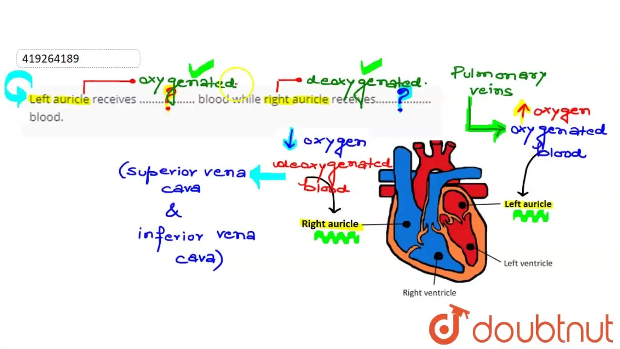 Left auricle receives............... blood while right auricle rec
