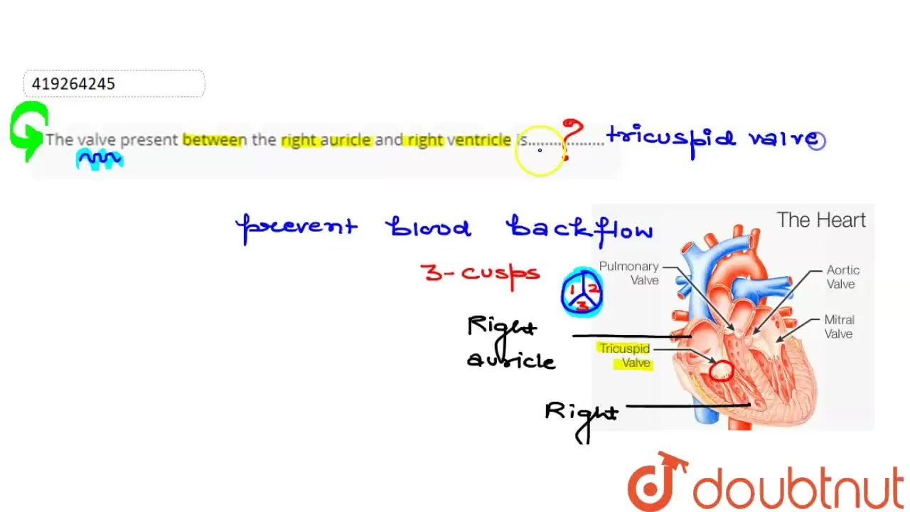 The valve present between the right auricle and right ventricle is....