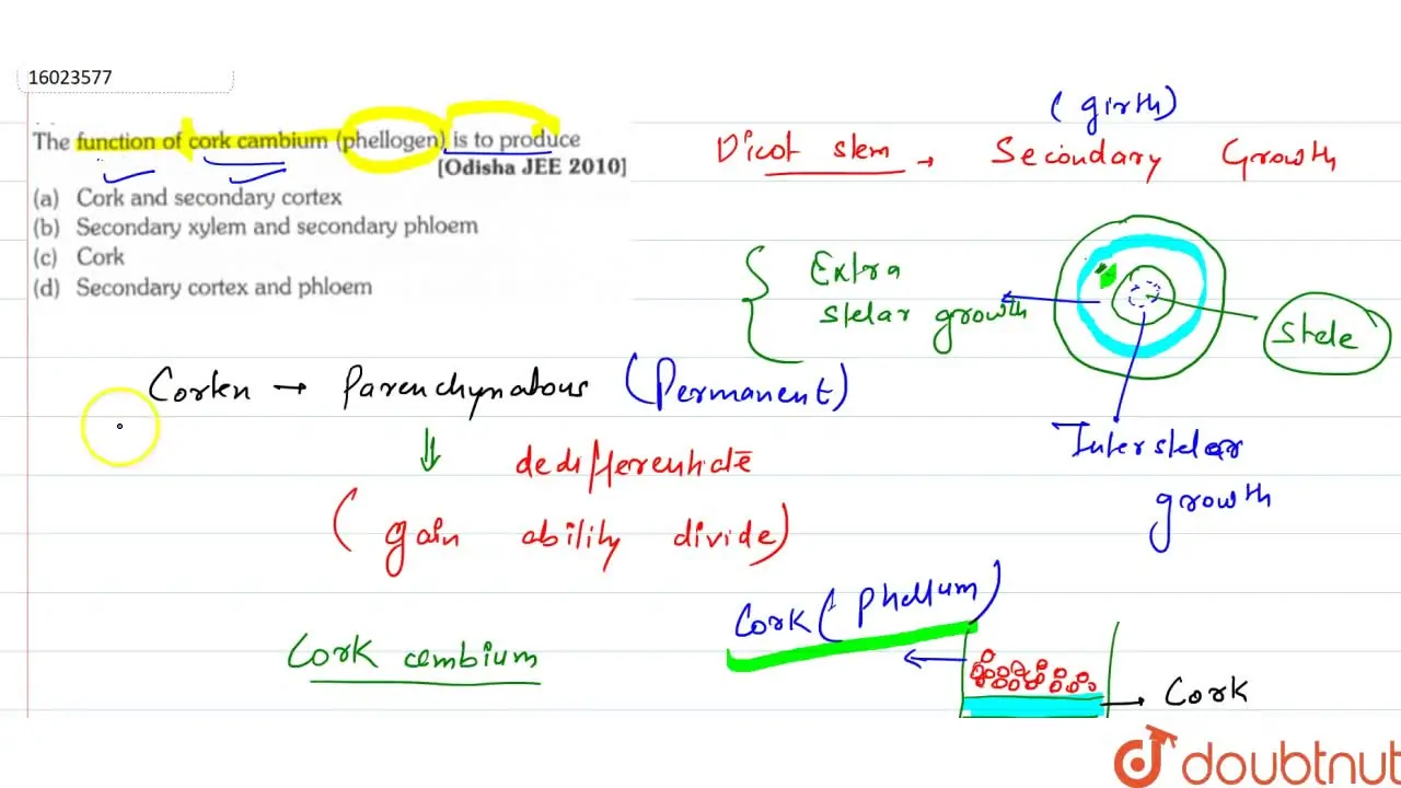 The function of cork cambium (phellogen) is to produce