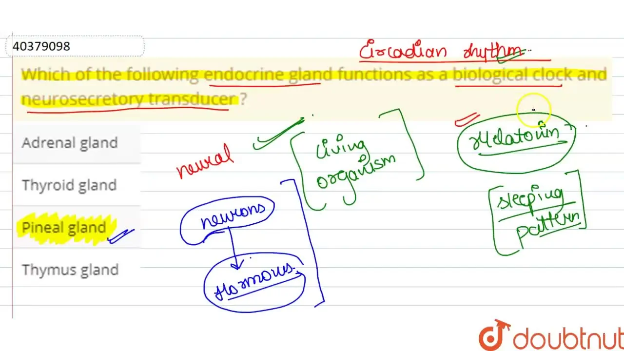 Which of the following endocrine gland functions as a biological clock