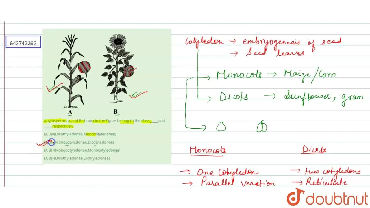 Angiosperms A And B Shown In The Figure Belong To The Classand Respect