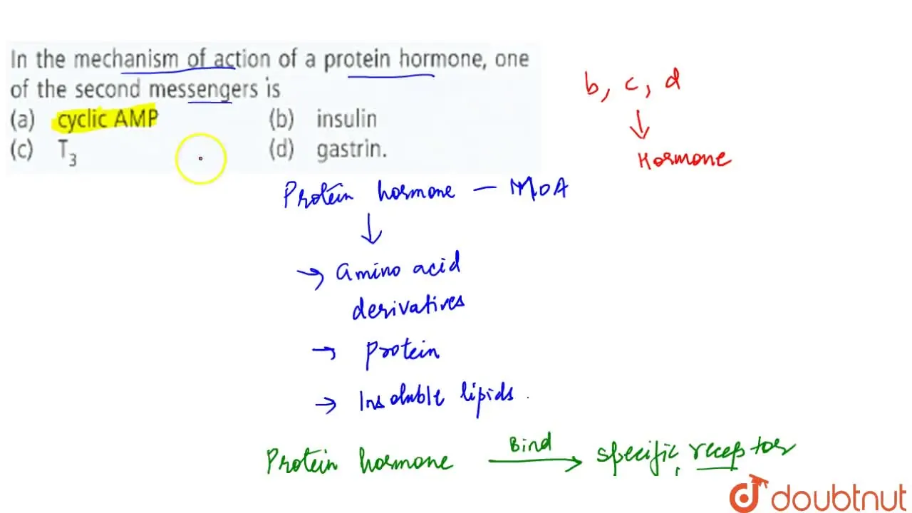 In the mechanism of action of a protein hormone, one of the second mes