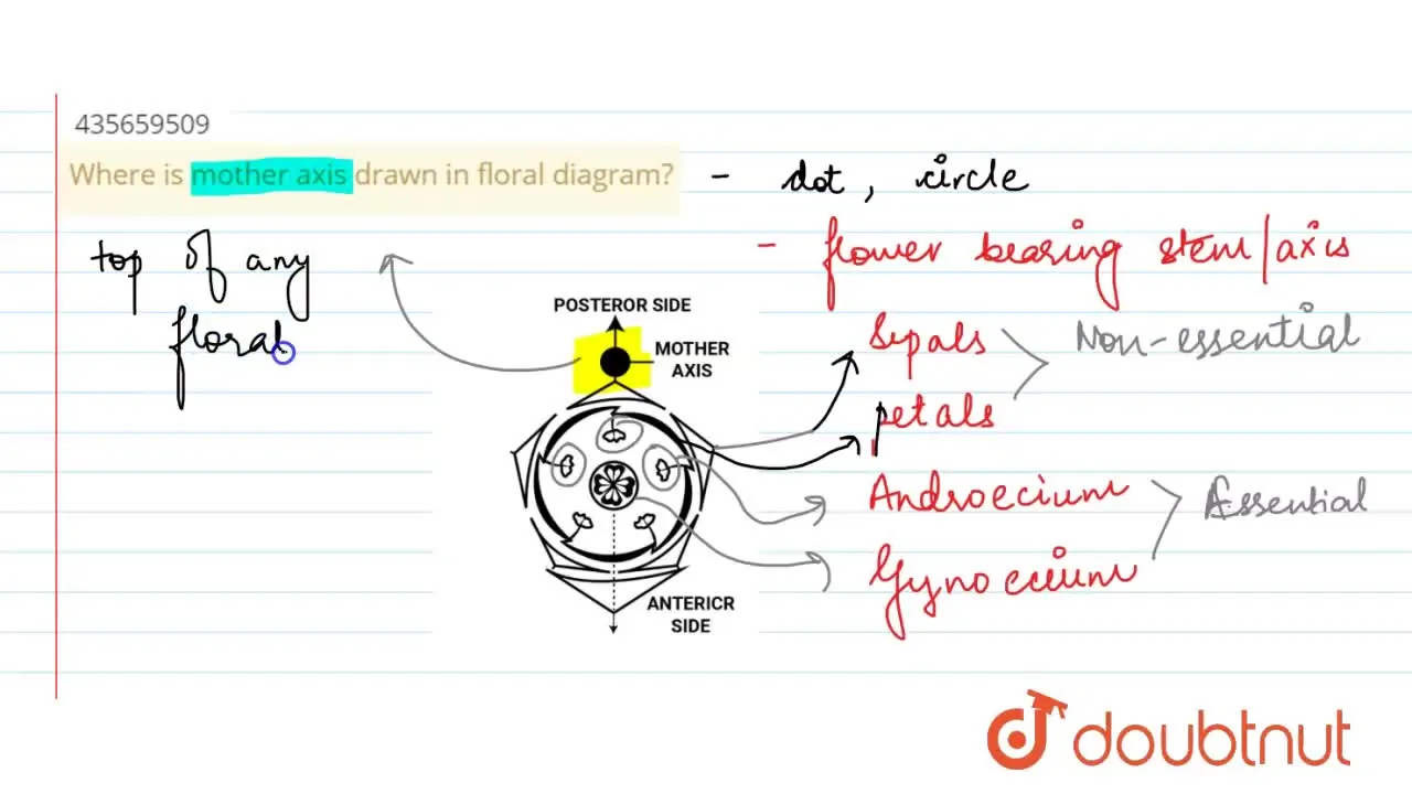 Where is mother axis drawn in floral diagram?