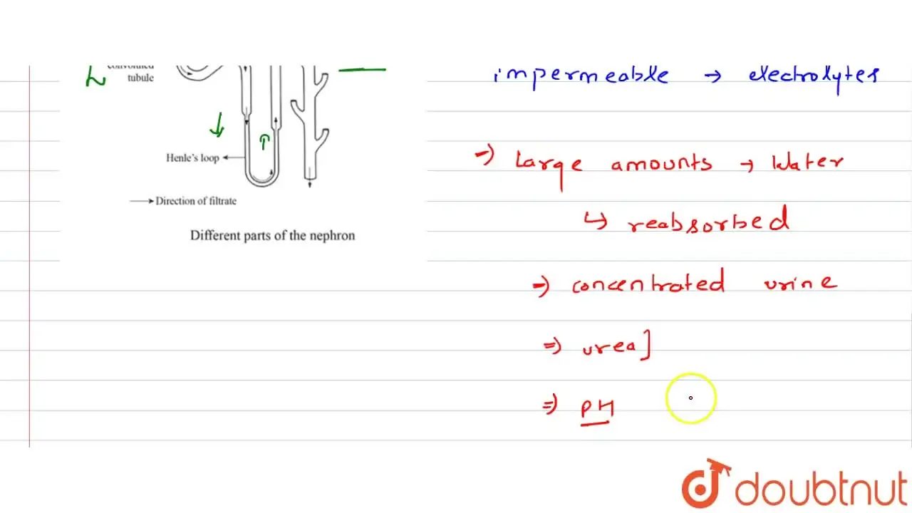 Where and how is urea produced in ureotelic animals ? What happens to