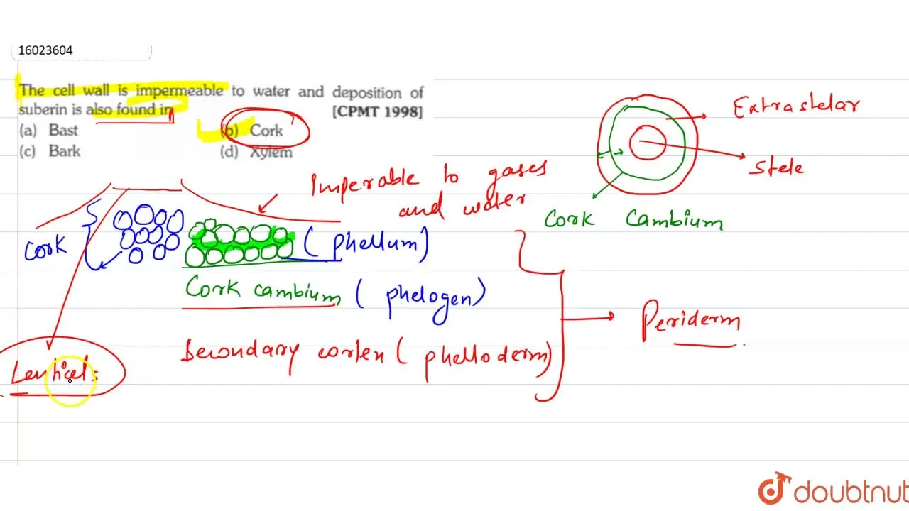 The cell wall is impermeable to water and deposition of suberin is als
