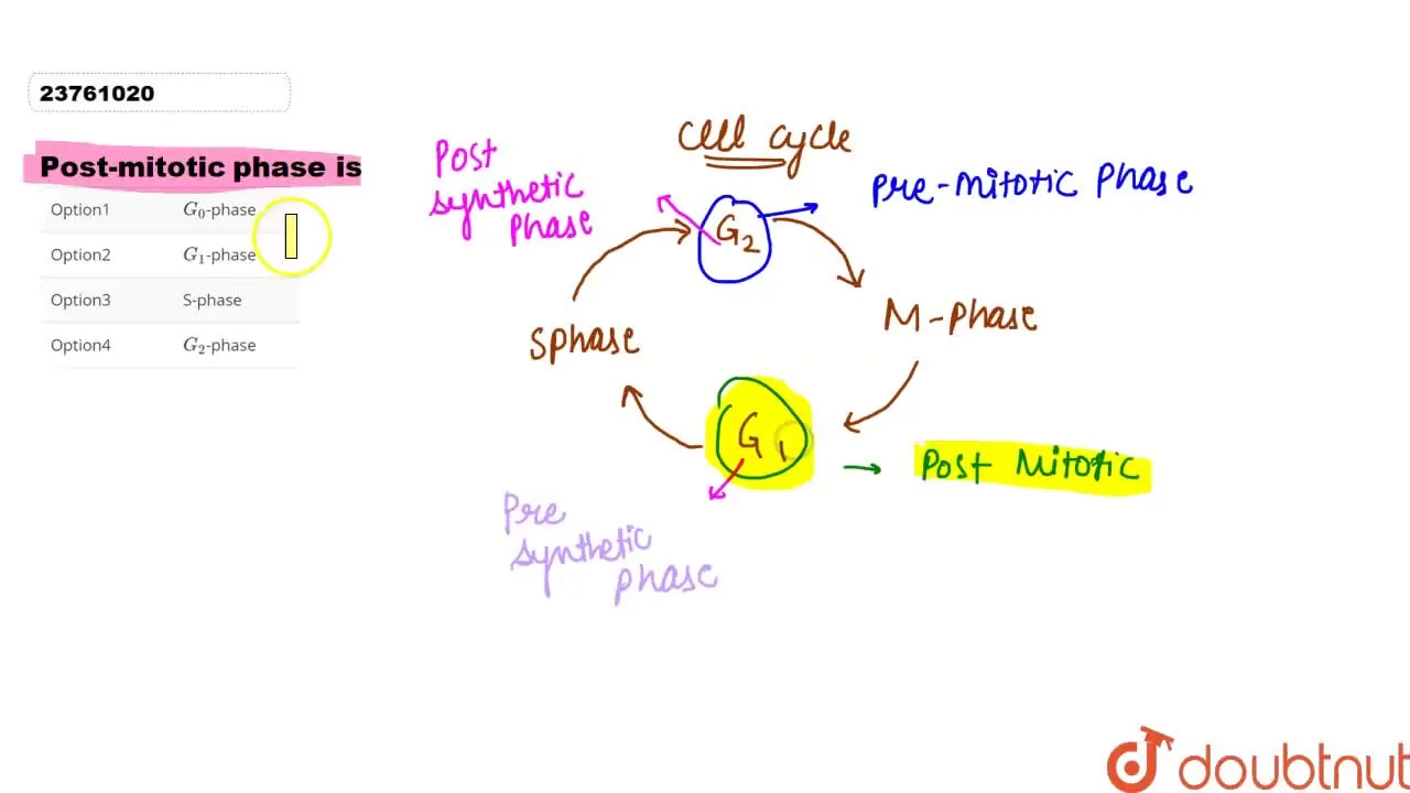 Post-mitotic phase is