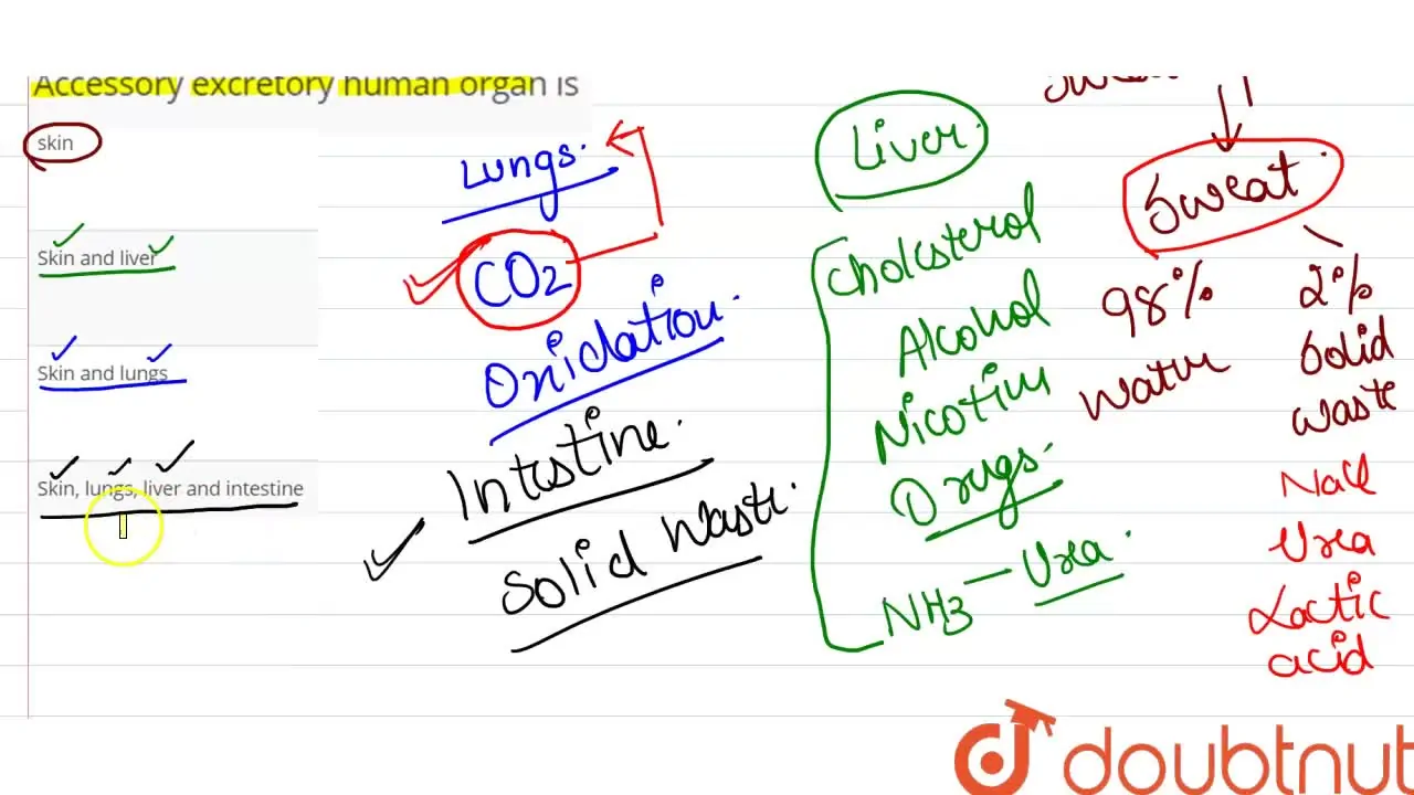 Accessory excretory human organ is