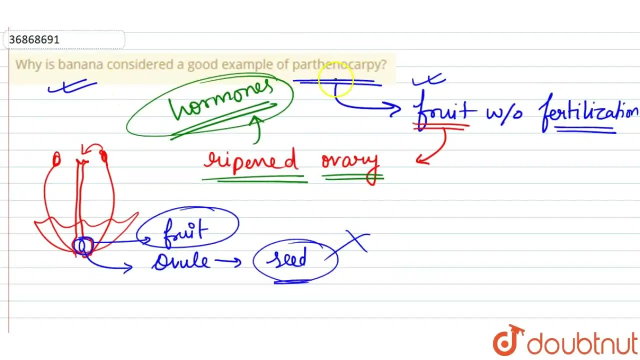 Why is banana considered a good example of parthenocarpy?