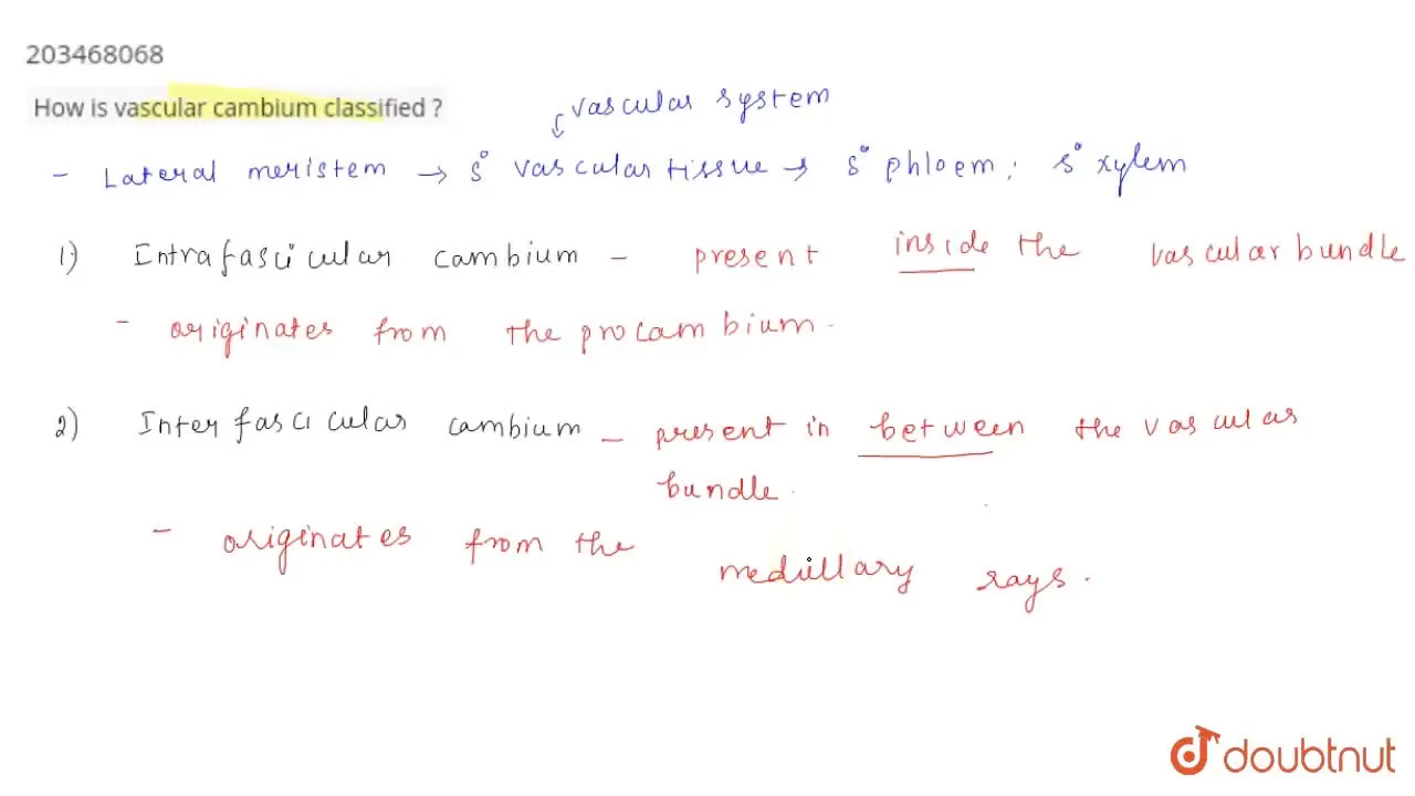 [Tamil Solution] How is vascular cambium classified