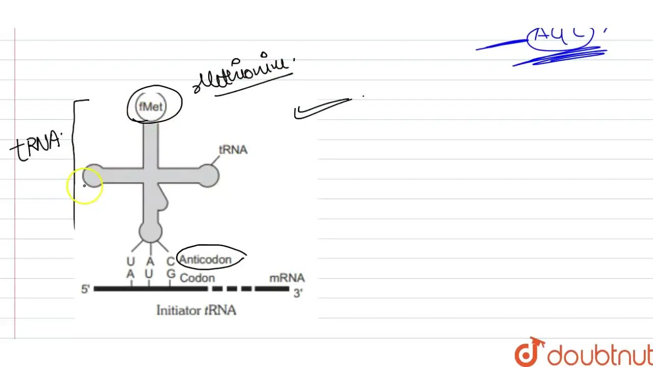 One of the codons on mRNA is AUG. Draw the structure of tRNA adapter